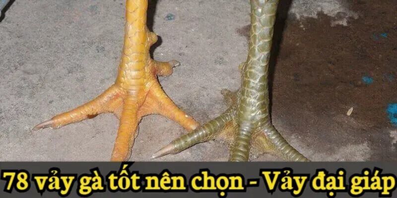 Đại giáp là một trong những loại vảy hiếm ở gà chọi