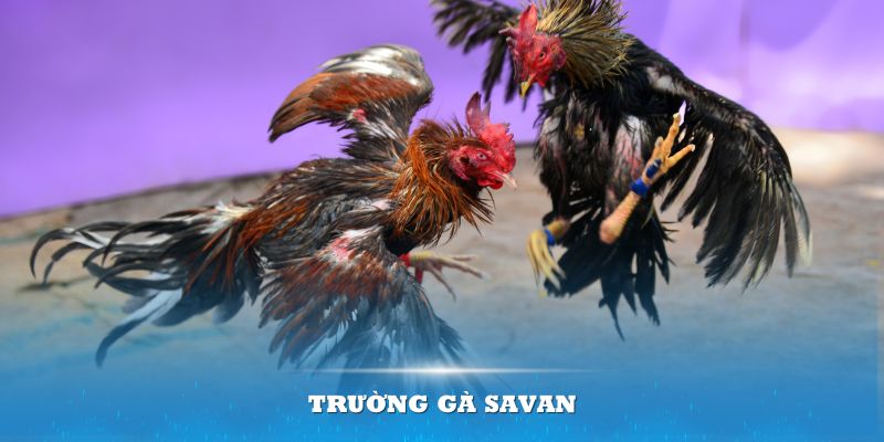 truong-ga-savan-anh-dai-dien