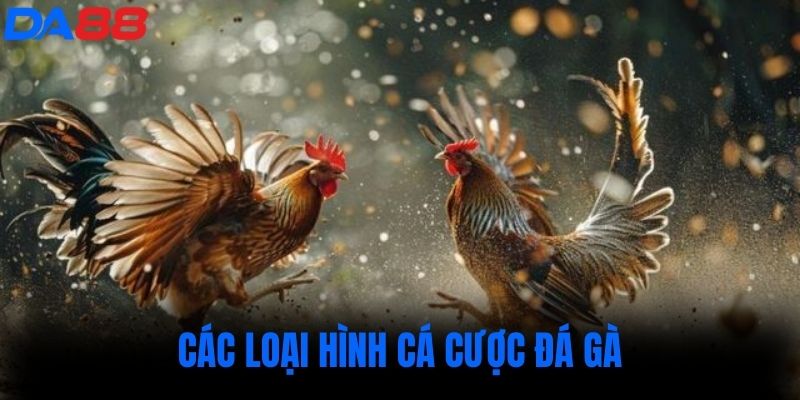 Các loại hình cá cược đá gà